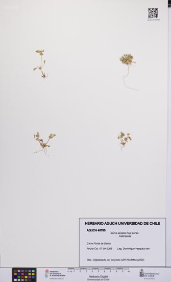 Soliva sessilis [Espécimen: UCH:AGUCH:0048785]