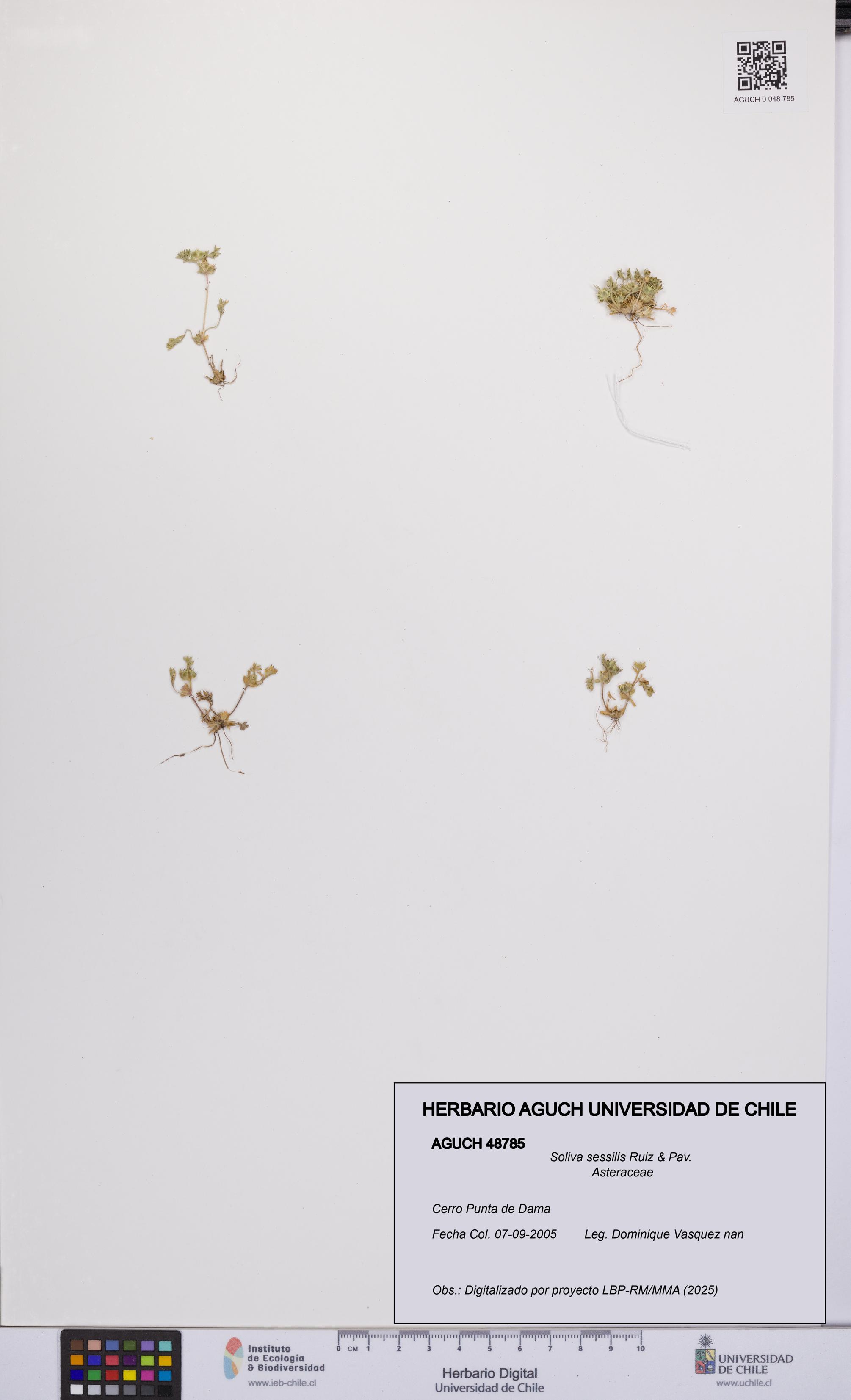 Soliva sessilis [Espécimen: UCH:AGUCH:0048785]