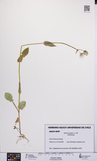 Sonchus asper [Espécimen: UCH:AGUCH:0048787]
