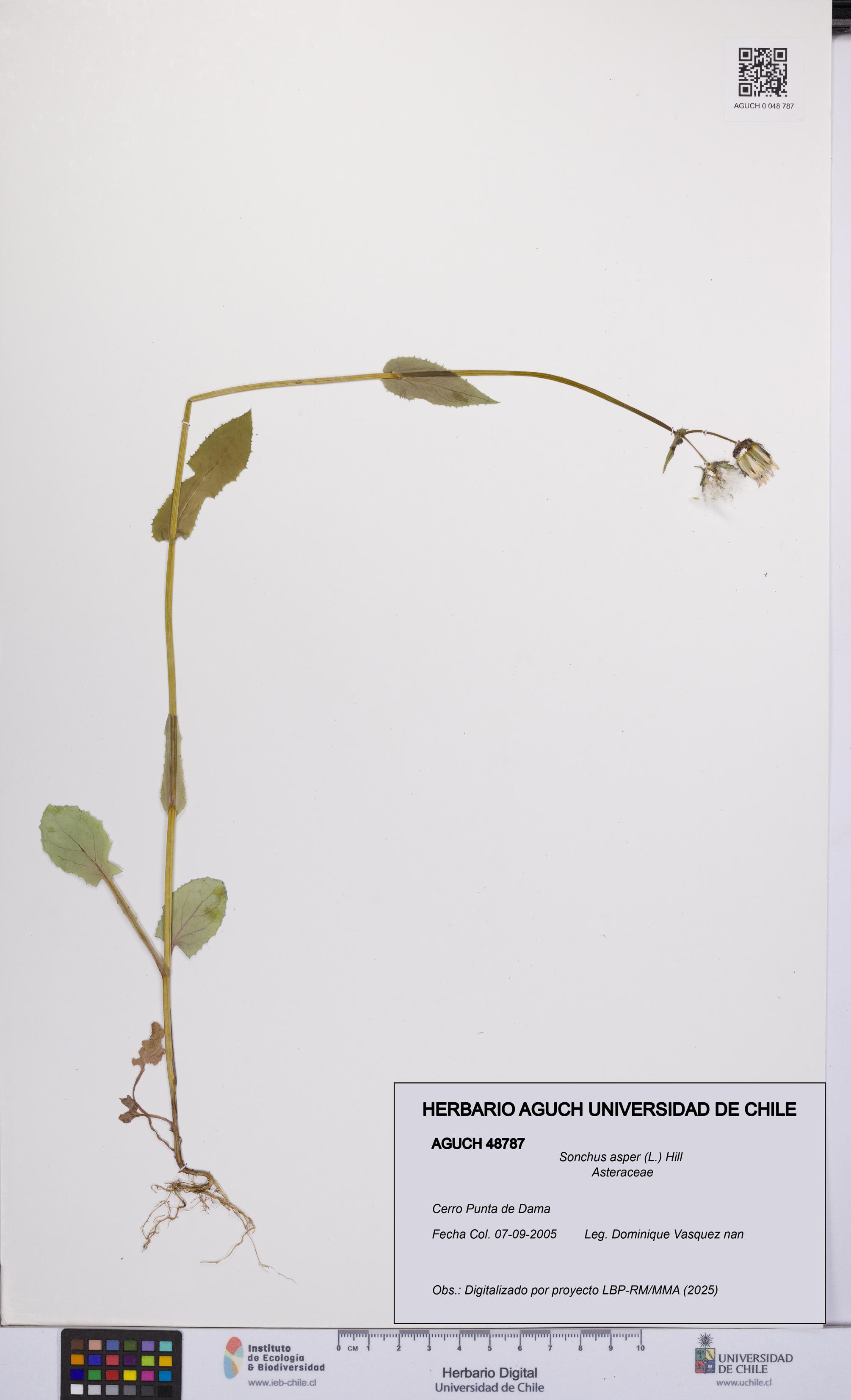 Sonchus asper [Espécimen: UCH:AGUCH:0048787]