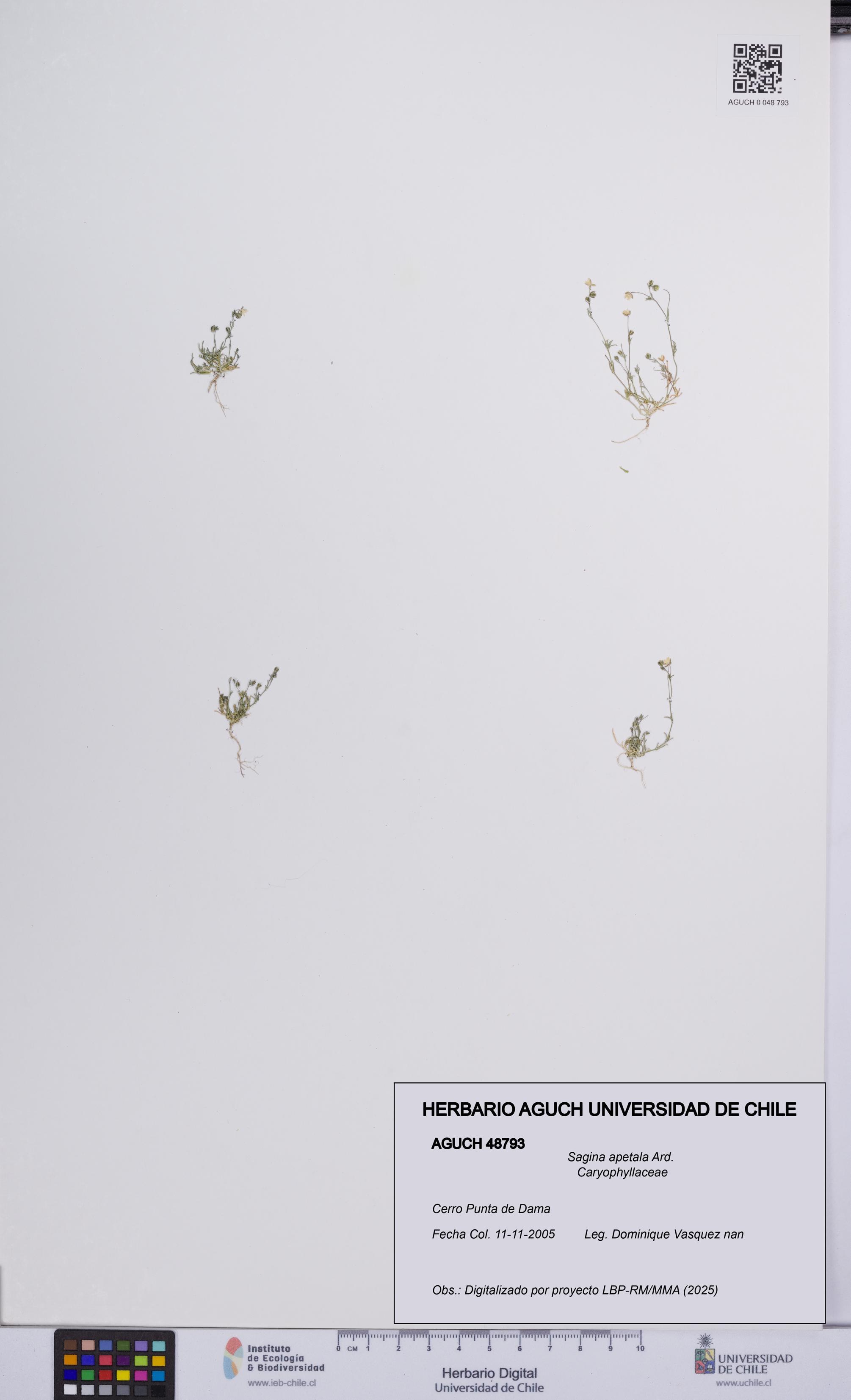 Sagina apetala [Espécimen: UCH:AGUCH:0048793]