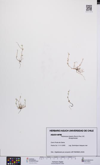 Pectocarya linearis [Espécimen: UCH:AGUCH:0048795]