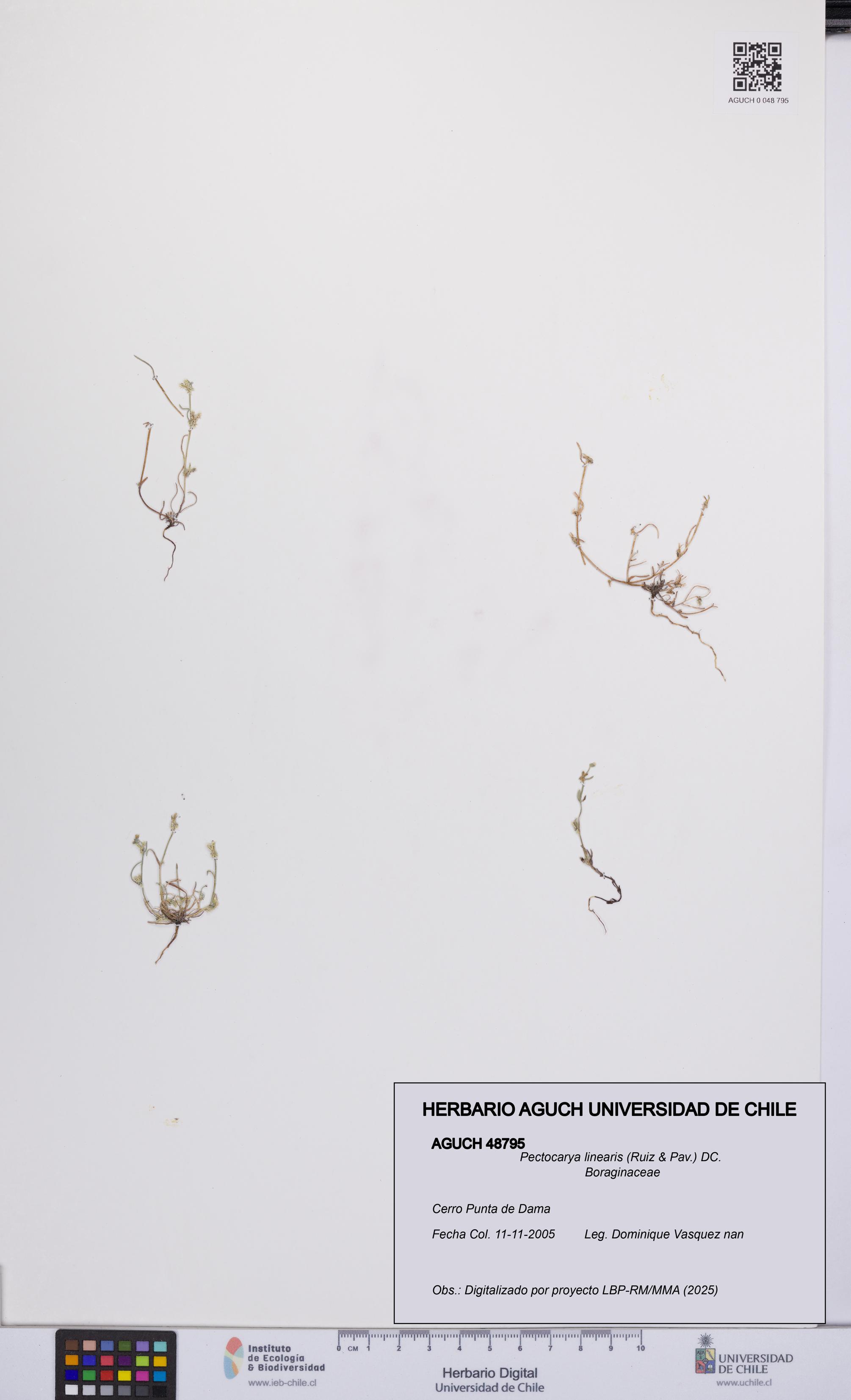 Pectocarya linearis [Espécimen: UCH:AGUCH:0048795]