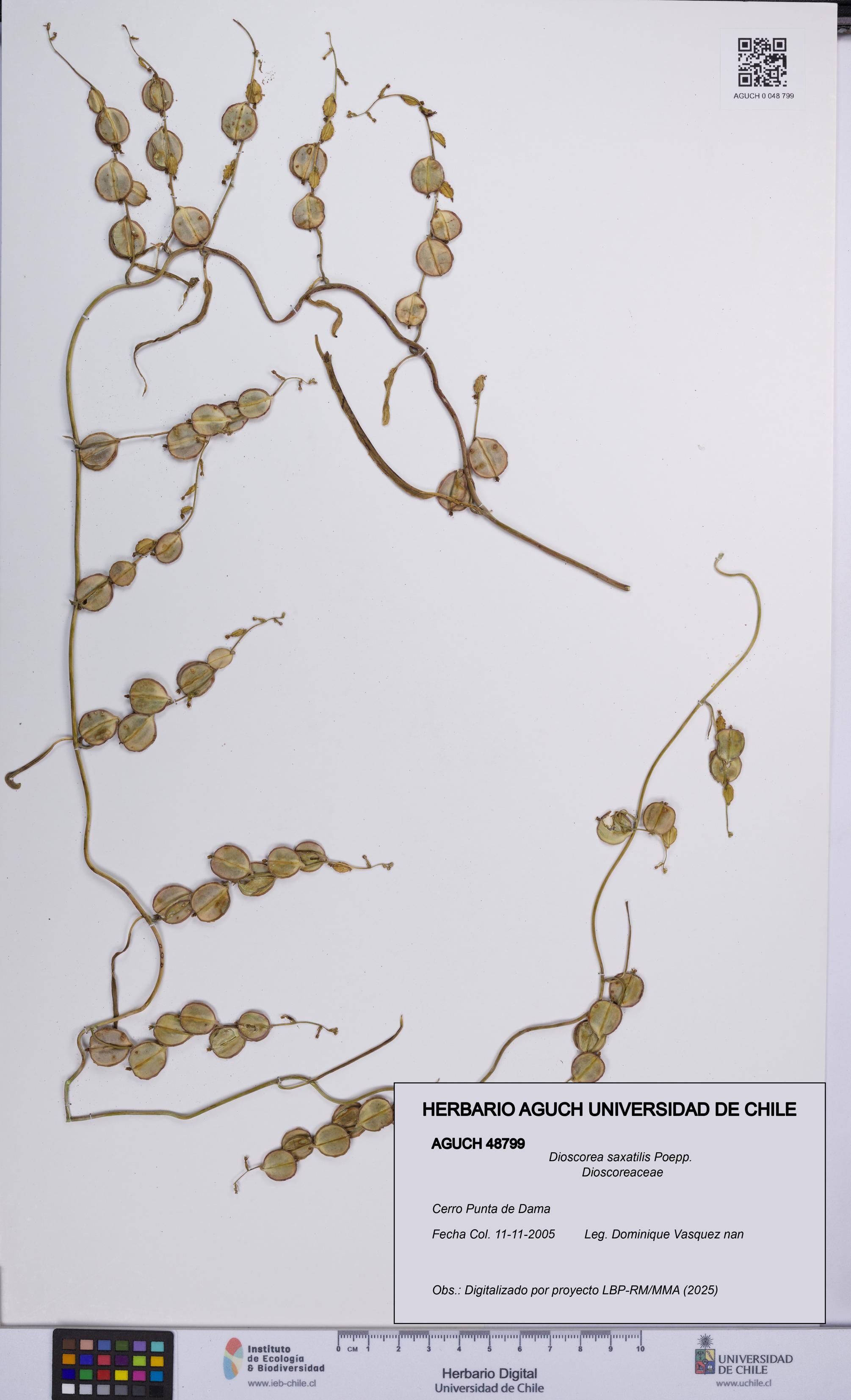 Dioscorea saxatilis [Espécimen: UCH:AGUCH:0048799]