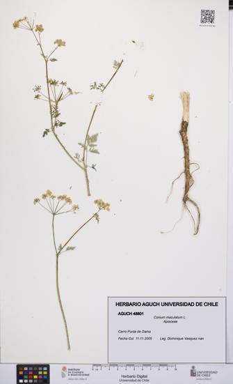 Conium maculatum [Espécimen: UCH:AGUCH:0048801]