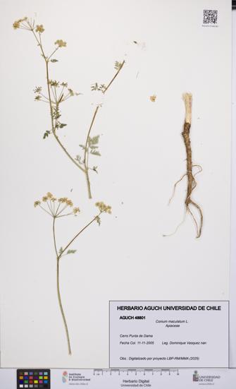 Conium maculatum [Espécimen: UCH:AGUCH:0048801]