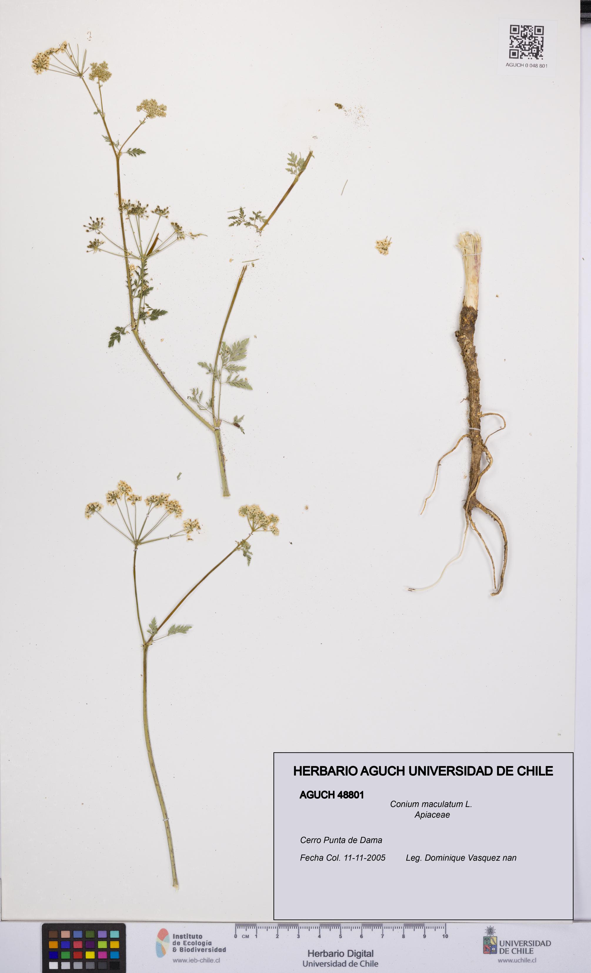 Conium maculatum [Espécimen: UCH:AGUCH:0048801]