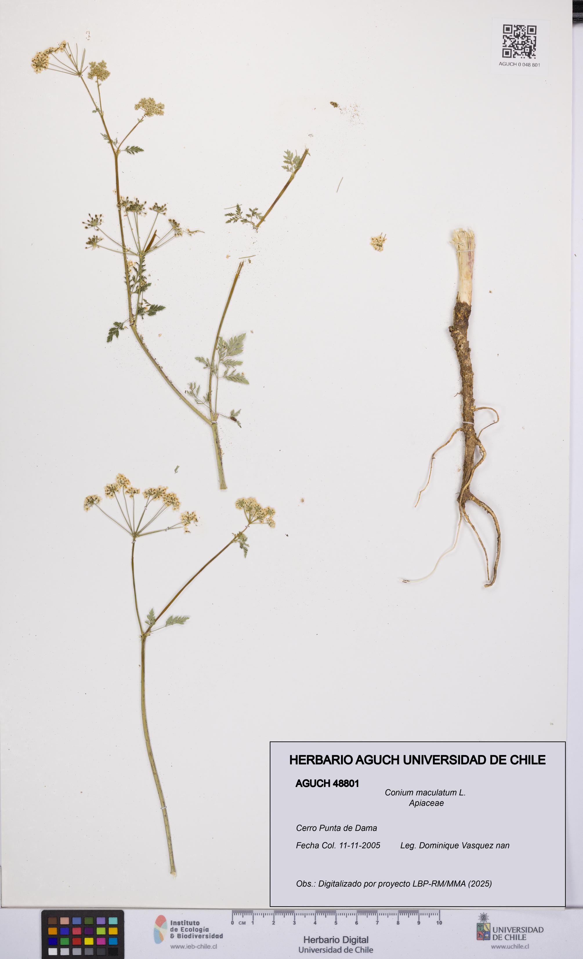 Conium maculatum [Espécimen: UCH:AGUCH:0048801]