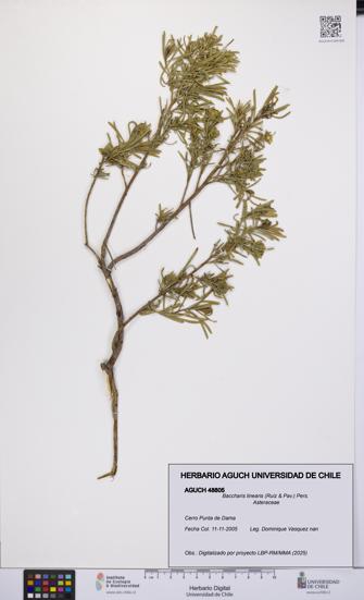 Baccharis linearis [Espécimen: UCH:AGUCH:0048805]