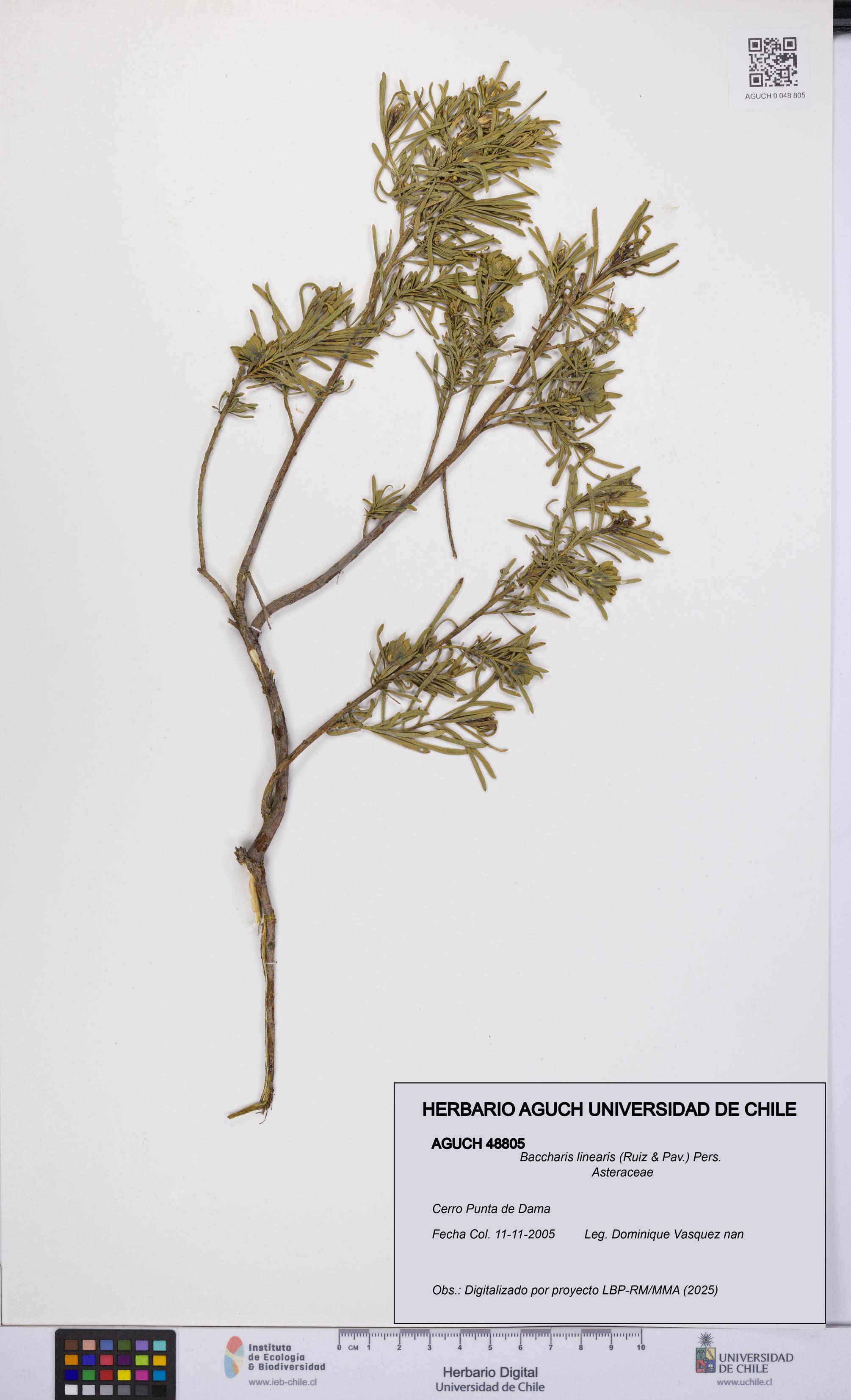 Baccharis linearis [Espécimen: UCH:AGUCH:0048805]
