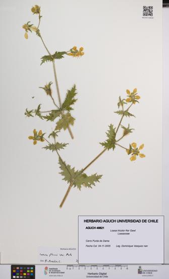 Loasa tricolor [Espécimen: UCH:AGUCH:0048821]