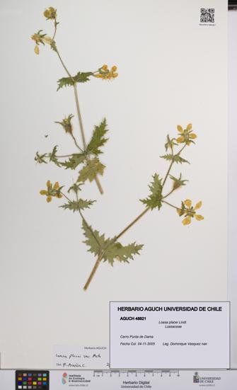 Loasa placei [Espécimen: UCH:AGUCH:0048821]