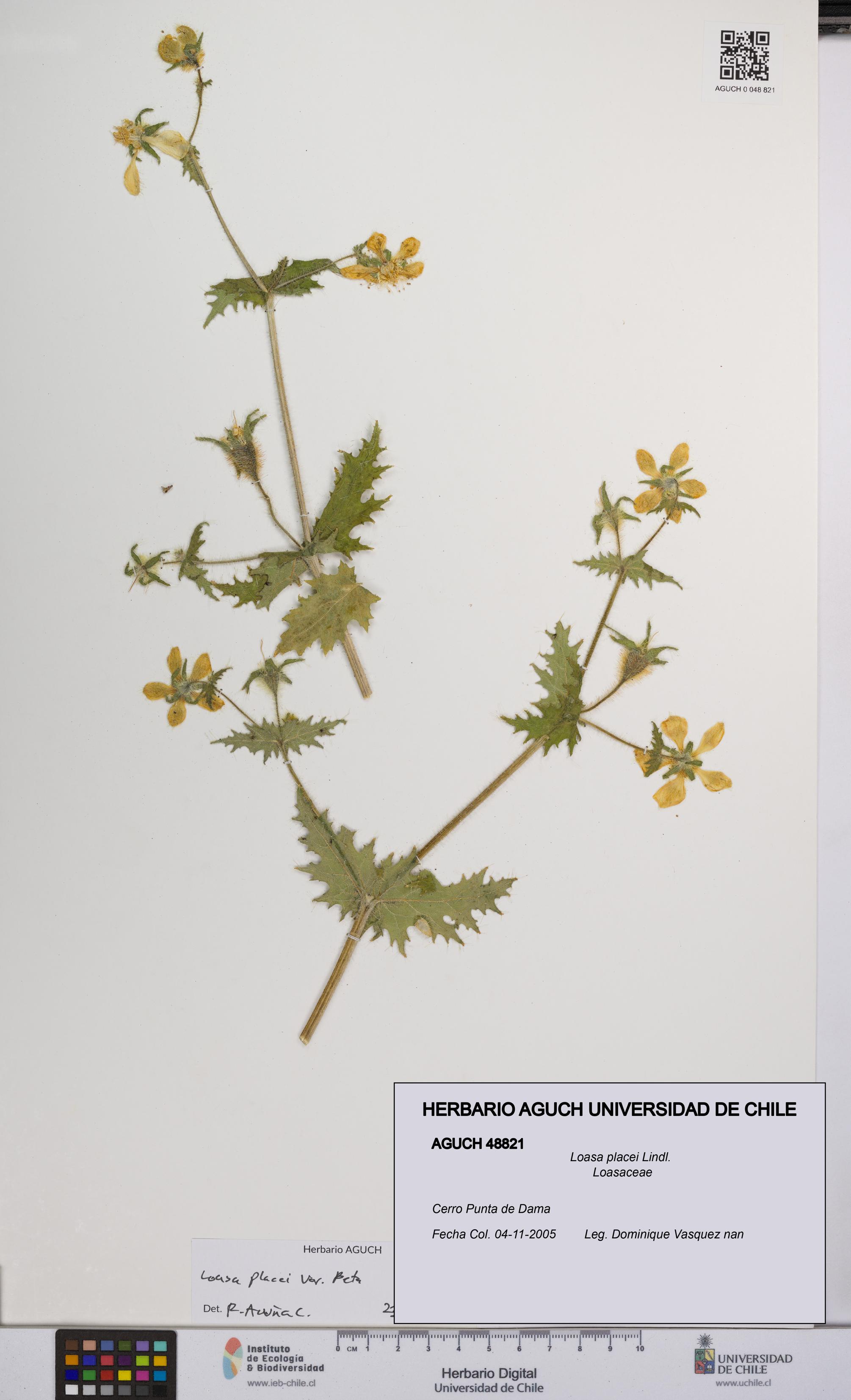 Loasa placei [Espécimen: UCH:AGUCH:0048821]