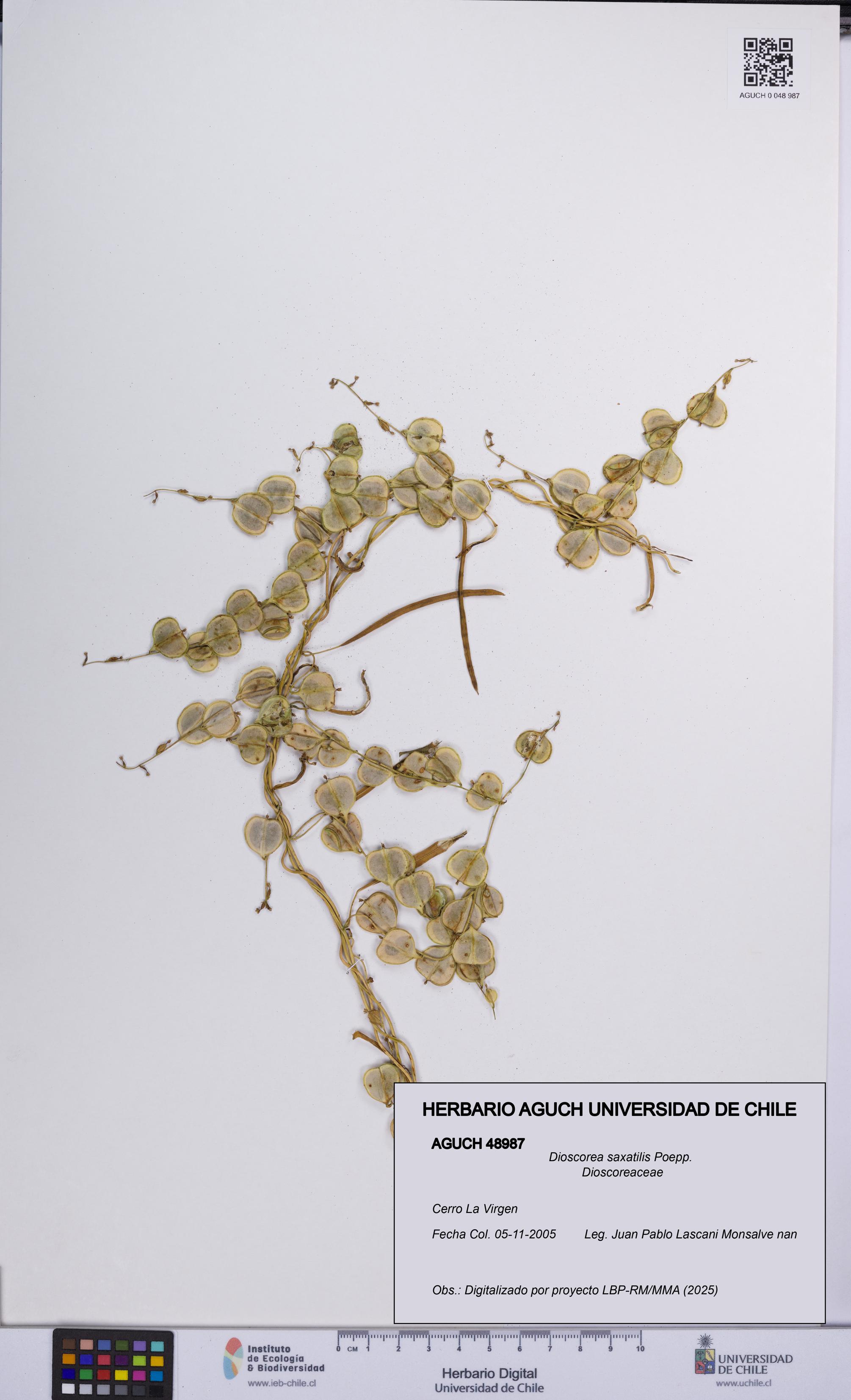Dioscorea saxatilis [Espécimen: UCH:AGUCH:0048987]
