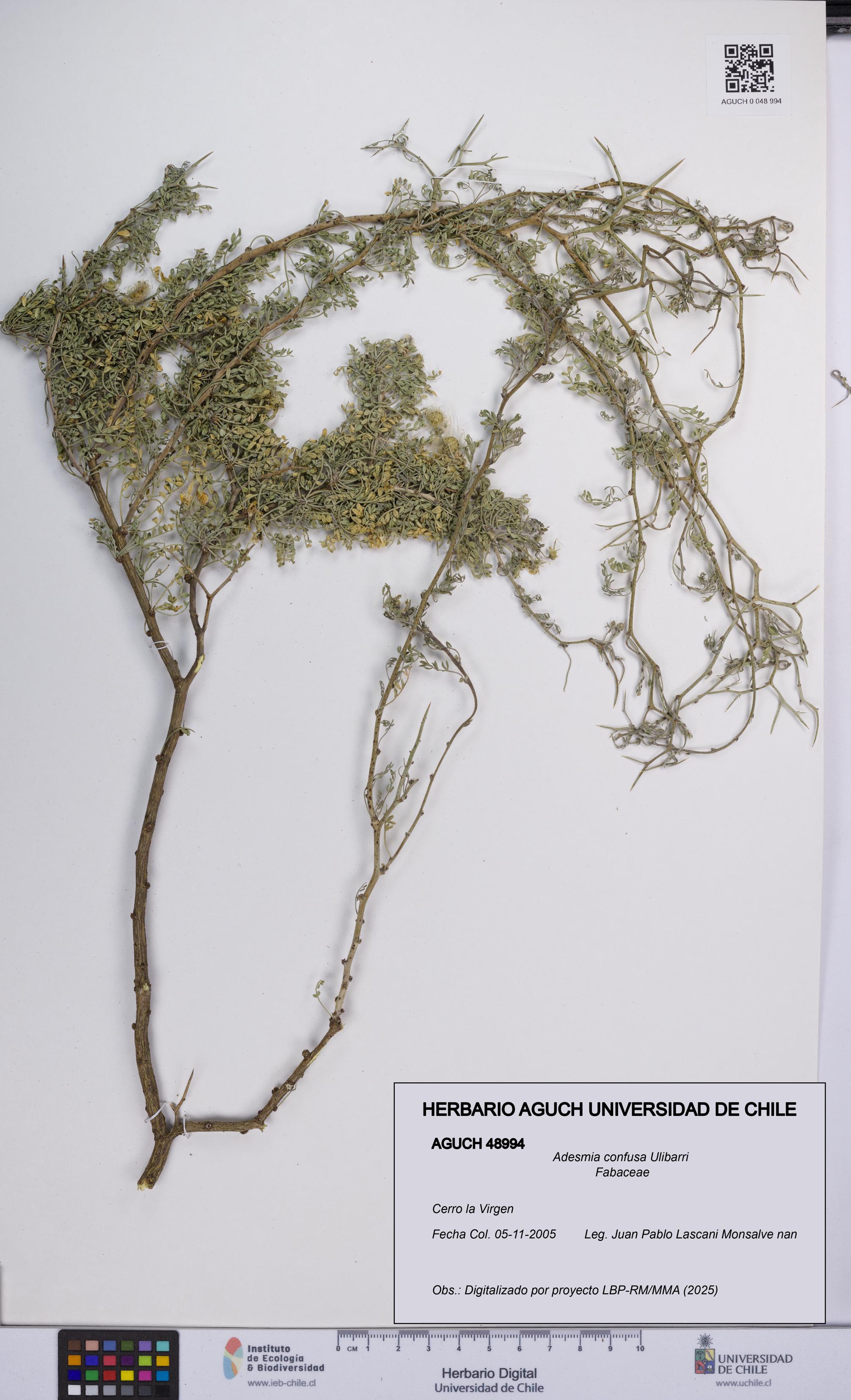 Adesmia confusa [Espécimen: UCH:AGUCH:0048994]