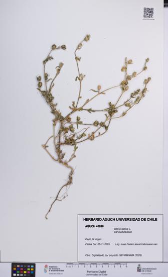 Silene gallica [Espécimen: UCH:AGUCH:0048996]