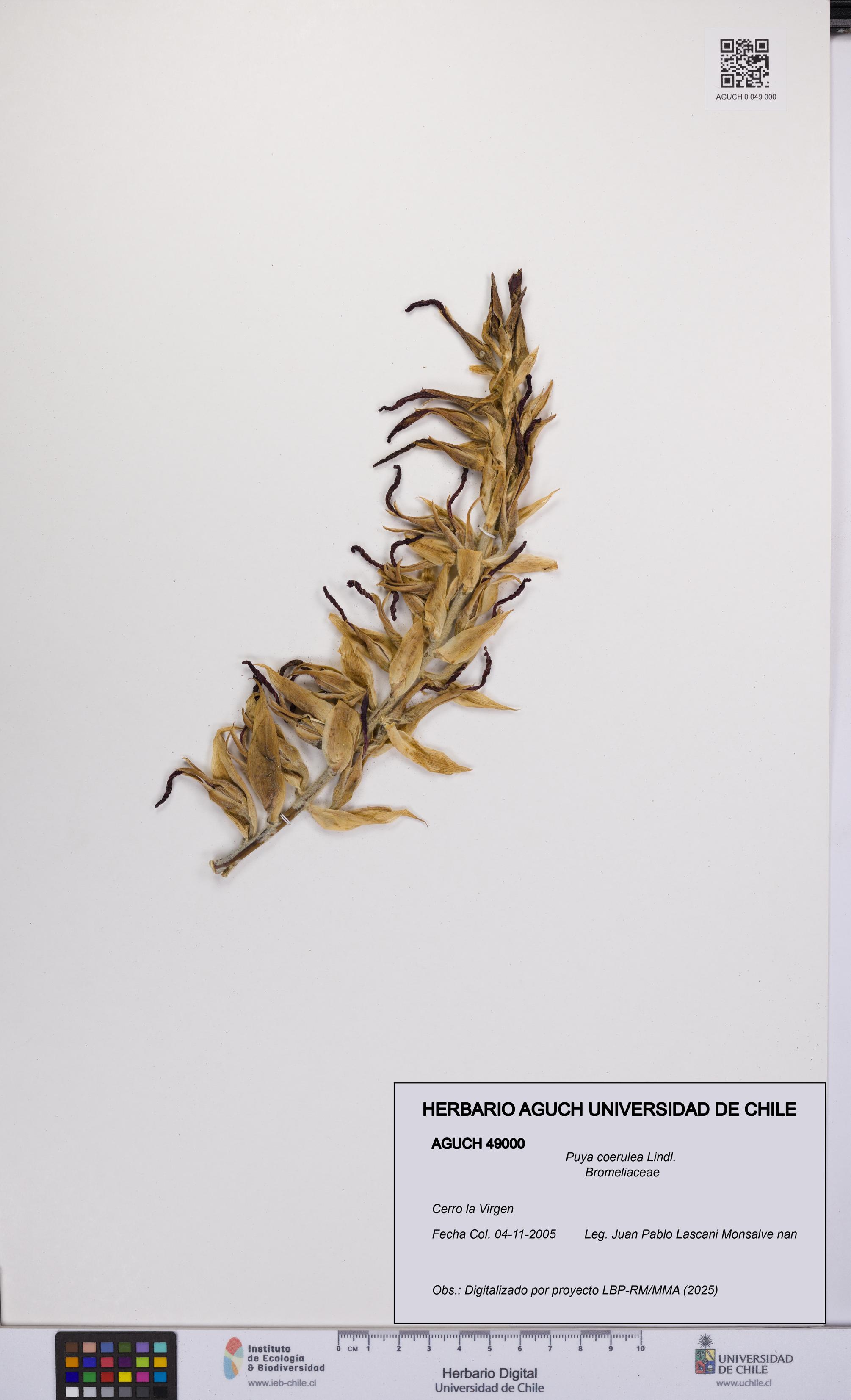 Puya coerulea [Espécimen: UCH:AGUCH:0049000]