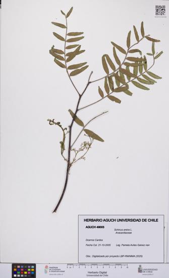 Schinus areira [Espécimen: UCH:AGUCH:0049003]