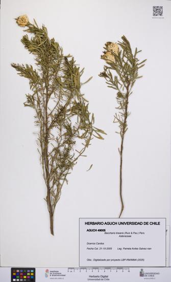 Baccharis linearis [Espécimen: UCH:AGUCH:0049005]