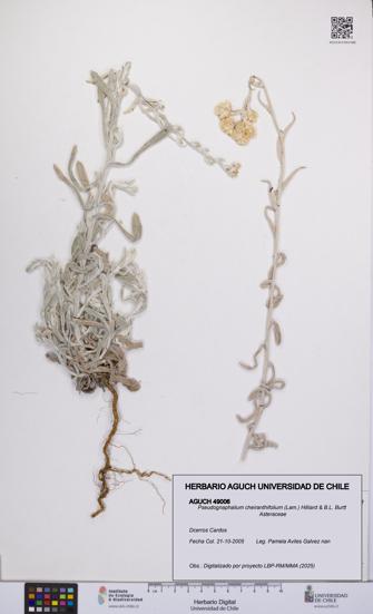 Pseudognaphalium cheiranthifolium [Espécimen: UCH:AGUCH:0049006]
