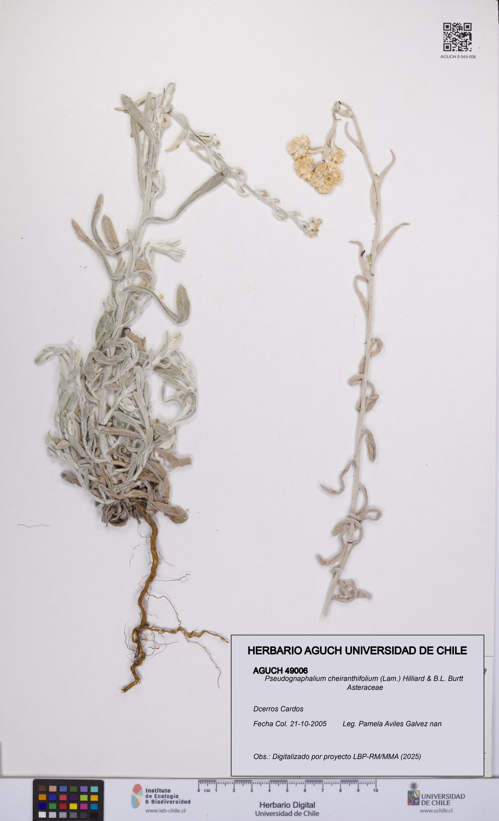 Pseudognaphalium cheiranthifolium [Espécimen: UCH:AGUCH:0049006]