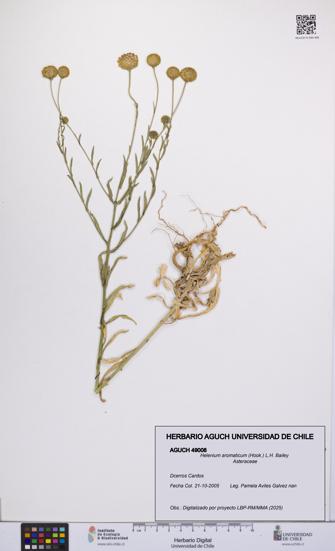 Helenium aromaticum [Espécimen: UCH:AGUCH:0049008]