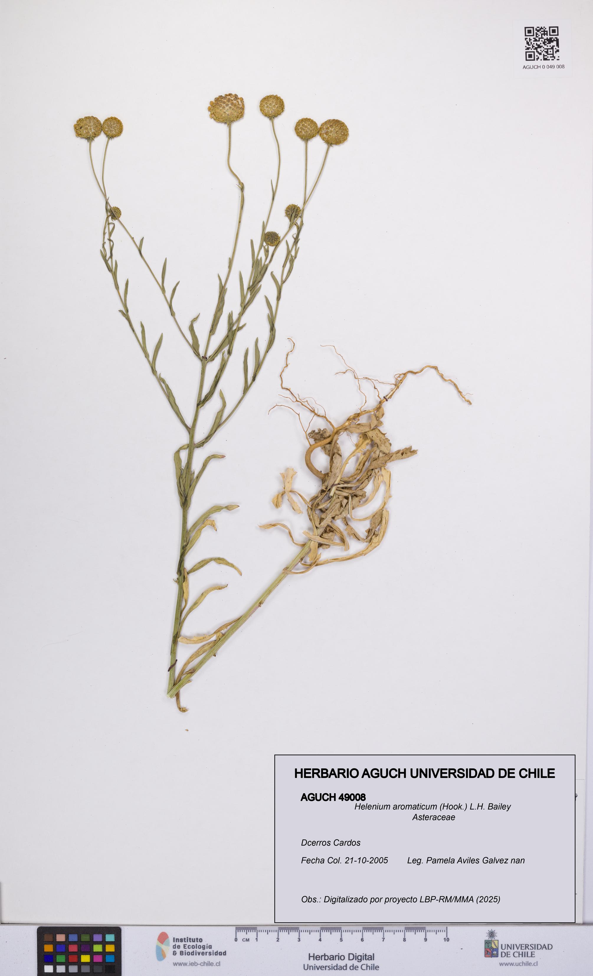 Helenium aromaticum [Espécimen: UCH:AGUCH:0049008]