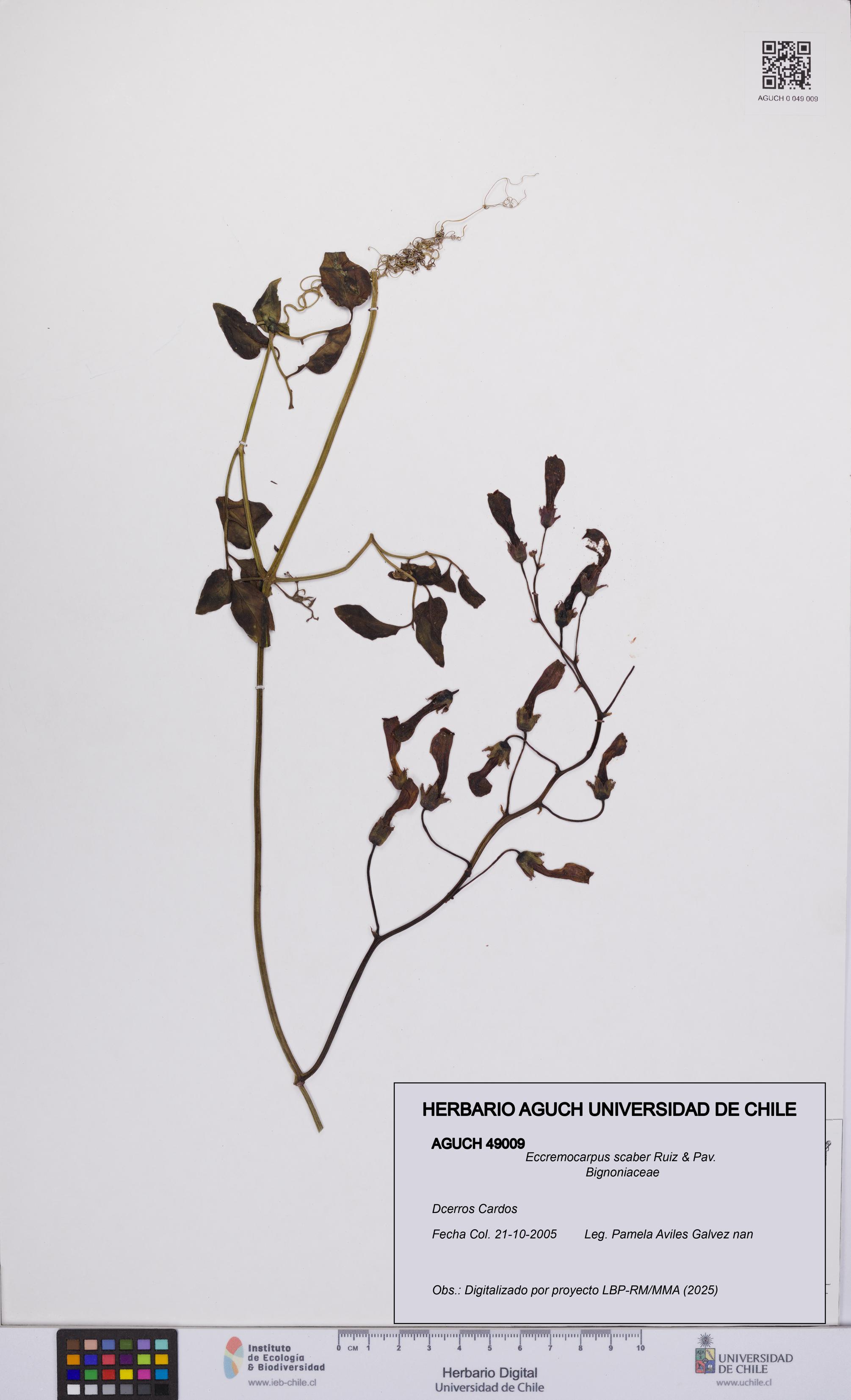 Eccremocarpus scaber [Espécimen: UCH:AGUCH:0049009]