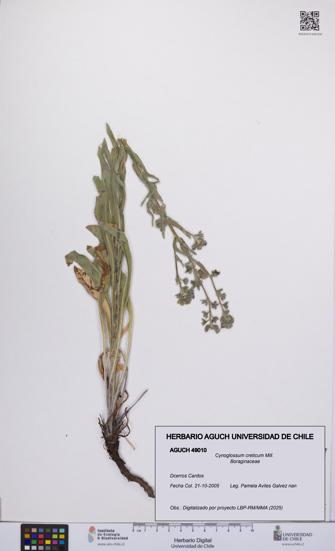 Cynoglossum creticum [Espécimen: UCH:AGUCH:0049010]