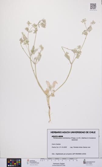 Homalocarpus dichotomus [Espécimen: UCH:AGUCH:0049036]