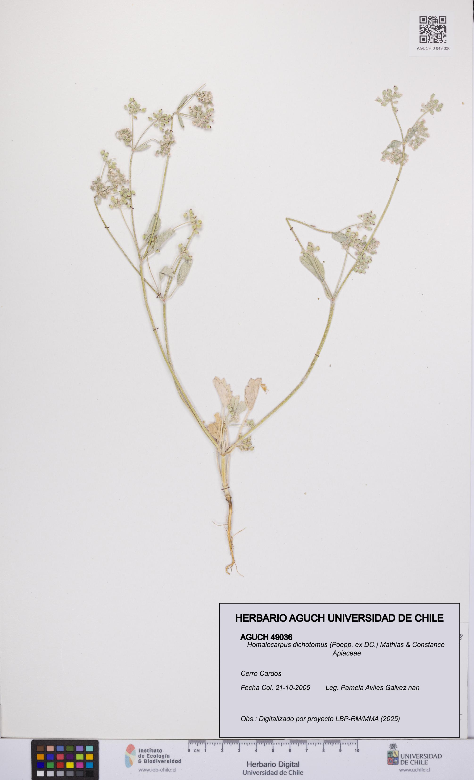 Homalocarpus dichotomus [Espécimen: UCH:AGUCH:0049036]