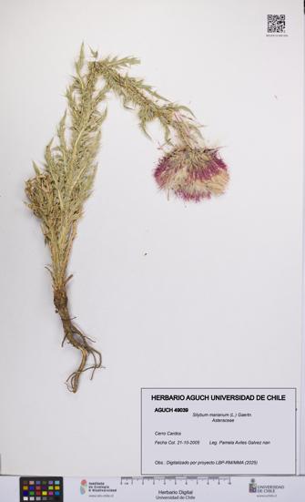 Silybum marianum [Espécimen: UCH:AGUCH:0049039]
