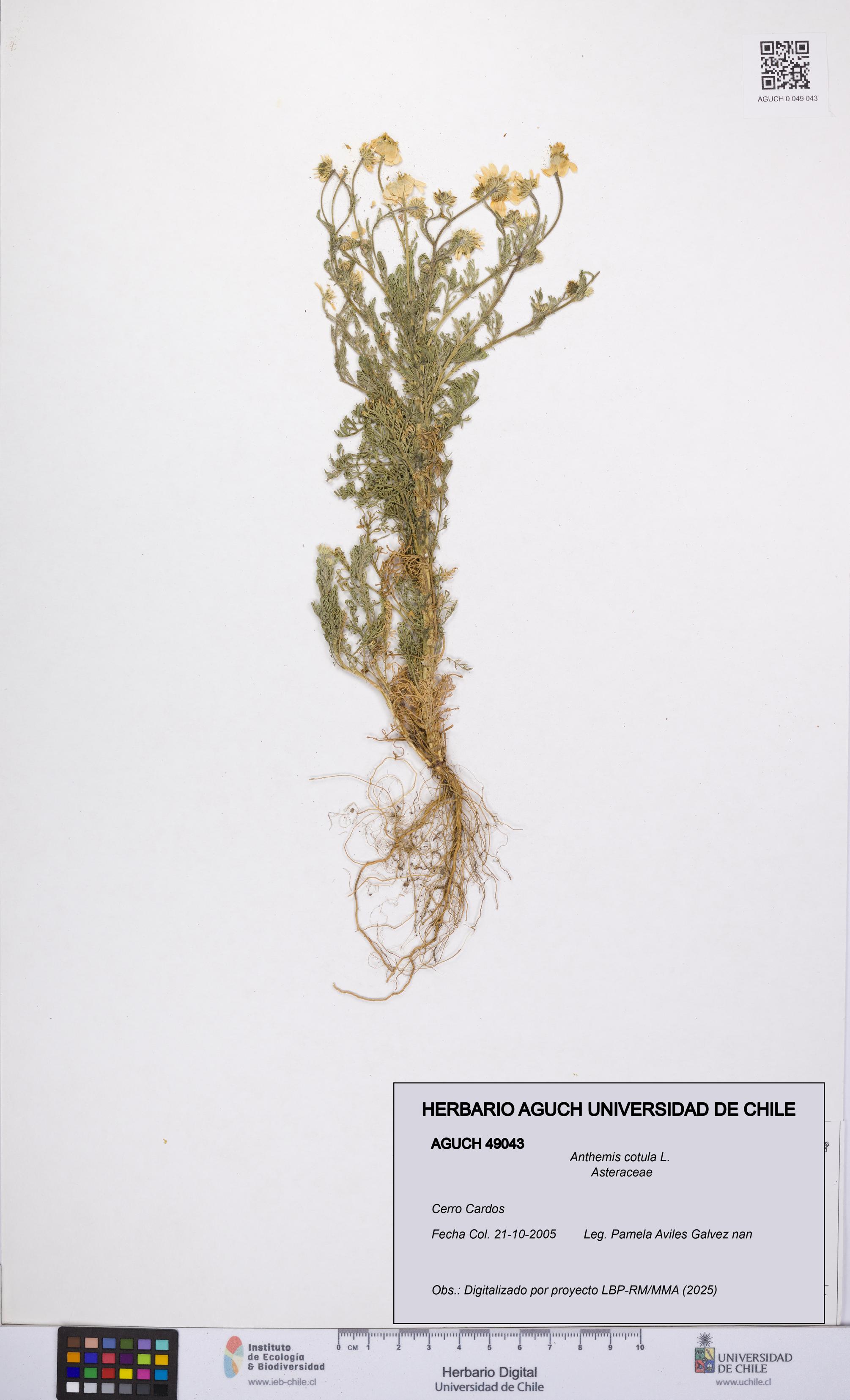 Anthemis cotula [Espécimen: UCH:AGUCH:0049043]