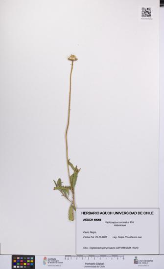 Haplopappus uncinatus [Espécimen: UCH:AGUCH:0049068]