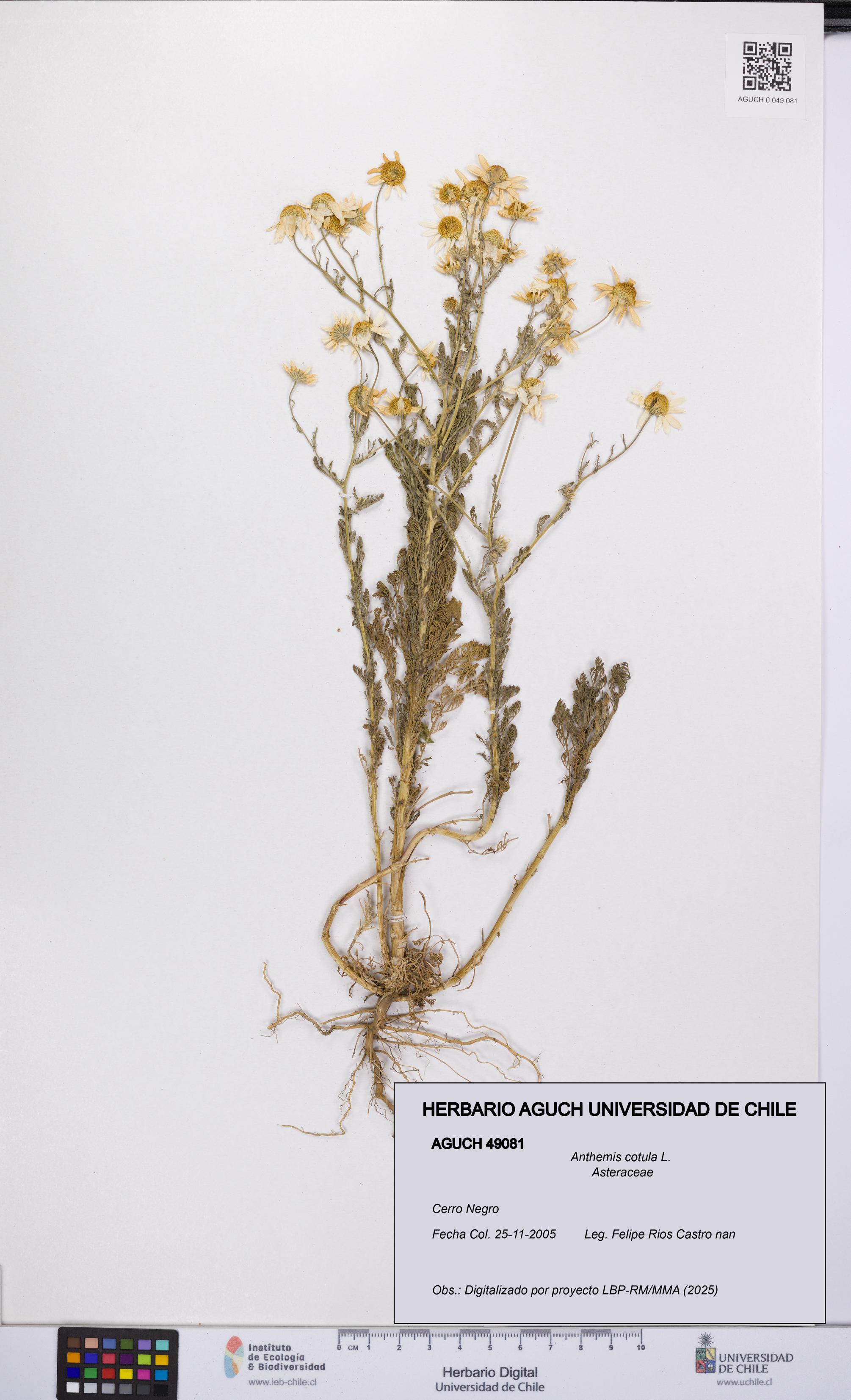 Anthemis cotula [Espécimen: UCH:AGUCH:0049081]
