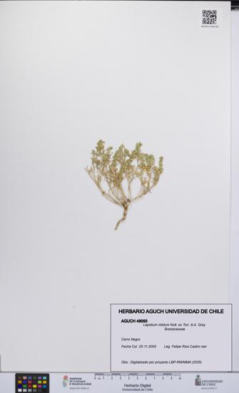 Lepidium nitidum [Espécimen: UCH:AGUCH:0049093]
