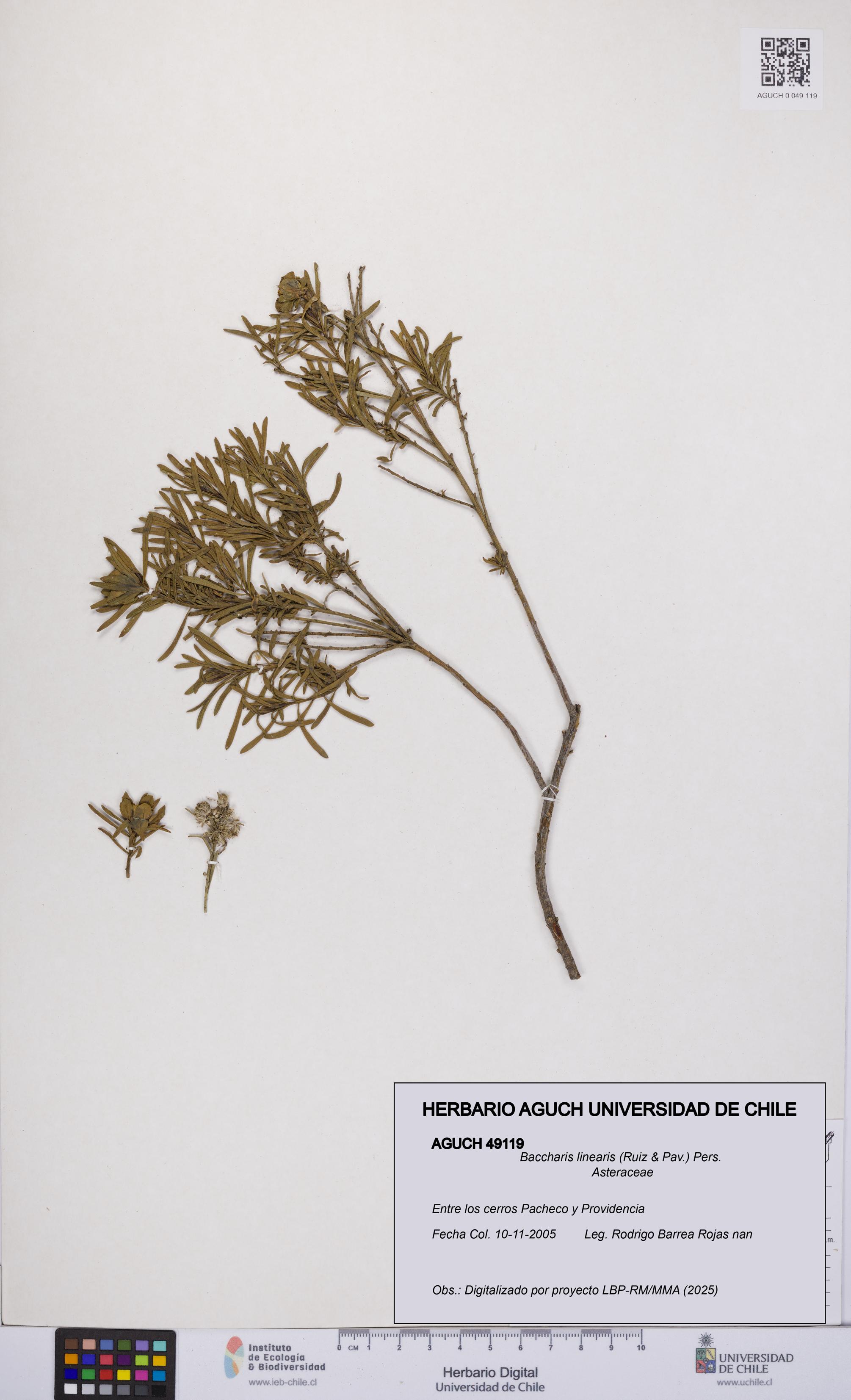 Baccharis linearis [Espécimen: UCH:AGUCH:0049119]