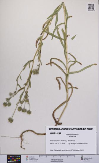 Madia sativa [Espécimen: UCH:AGUCH:0049125]