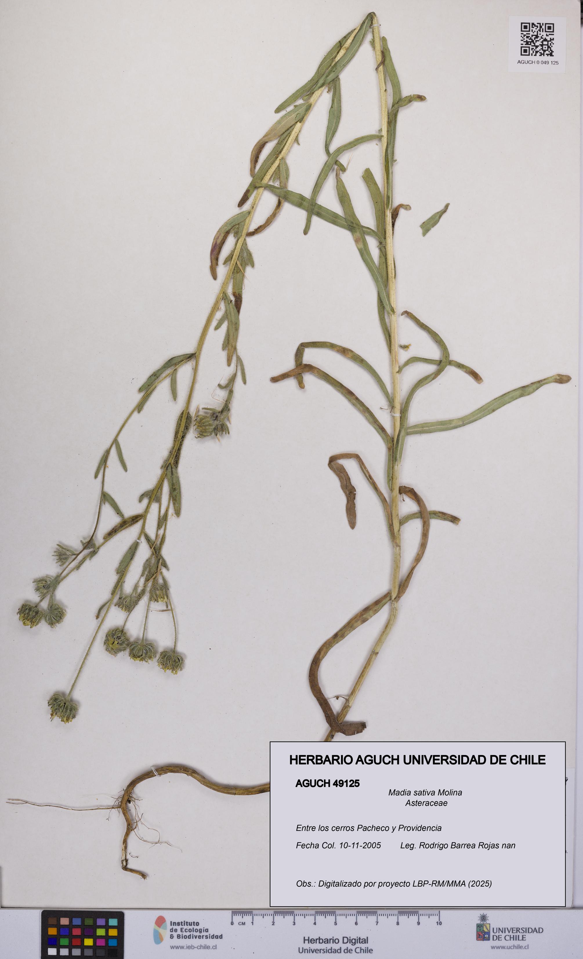 Madia sativa [Espécimen: UCH:AGUCH:0049125]