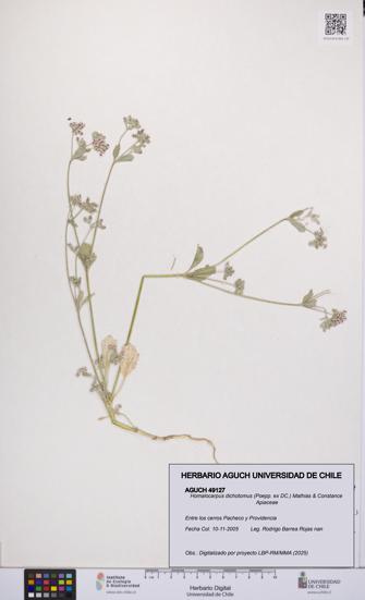 Homalocarpus dichotomus [Espécimen: UCH:AGUCH:0049127]