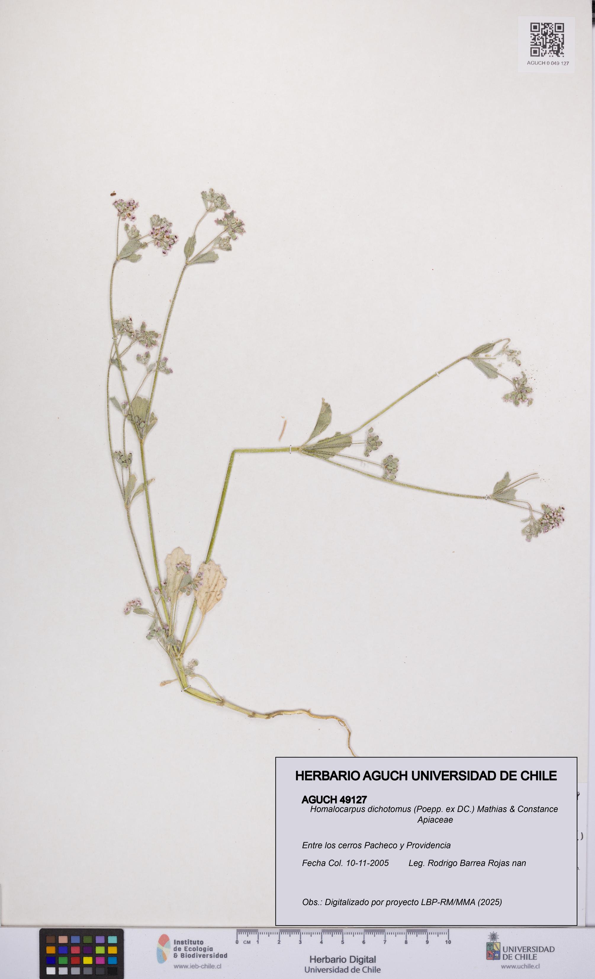 Homalocarpus dichotomus [Espécimen: UCH:AGUCH:0049127]