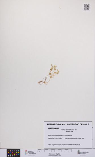 Soliva sessilis [Espécimen: UCH:AGUCH:0049135]