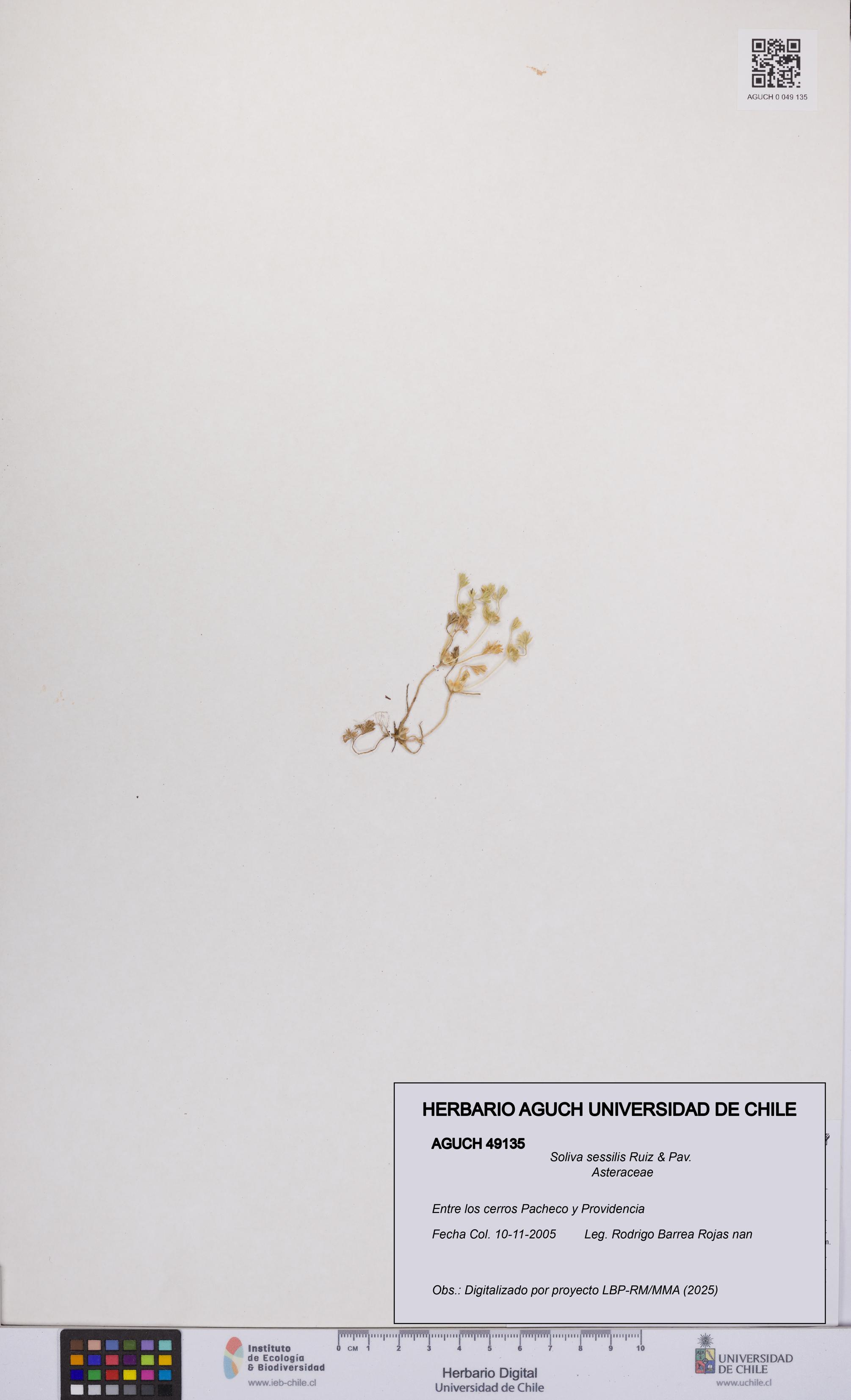 Soliva sessilis [Espécimen: UCH:AGUCH:0049135]