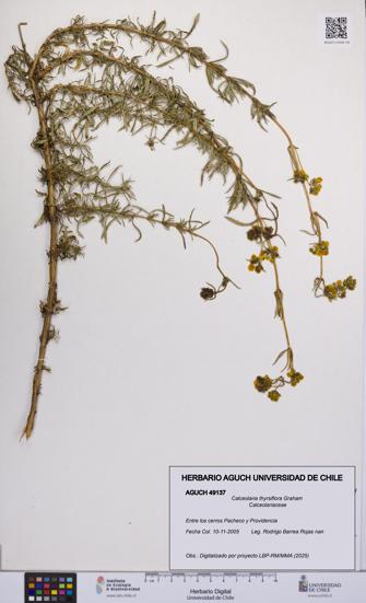 Calceolaria thyrsiflora [Espécimen: UCH:AGUCH:0049137]