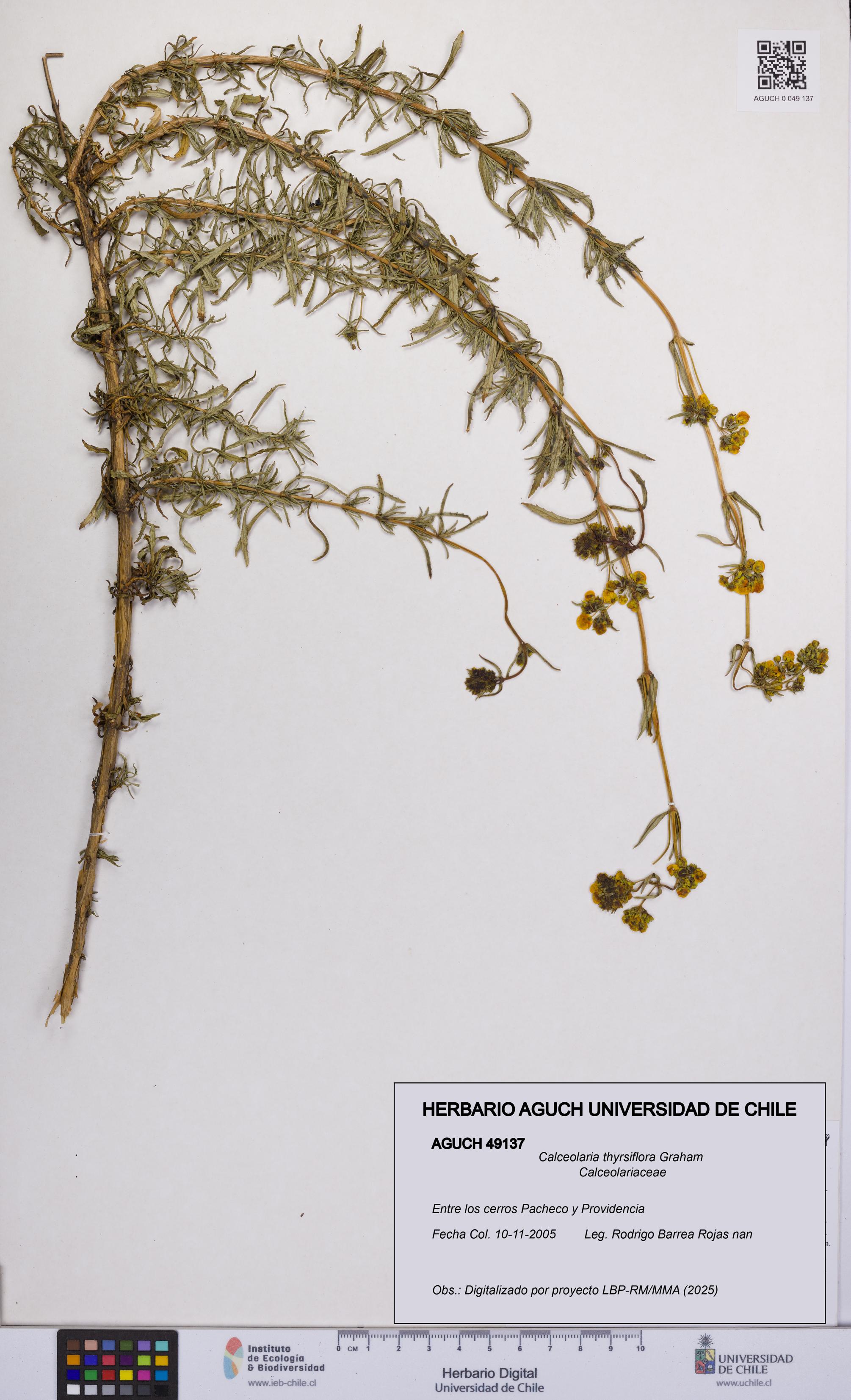 Calceolaria thyrsiflora [Espécimen: UCH:AGUCH:0049137]