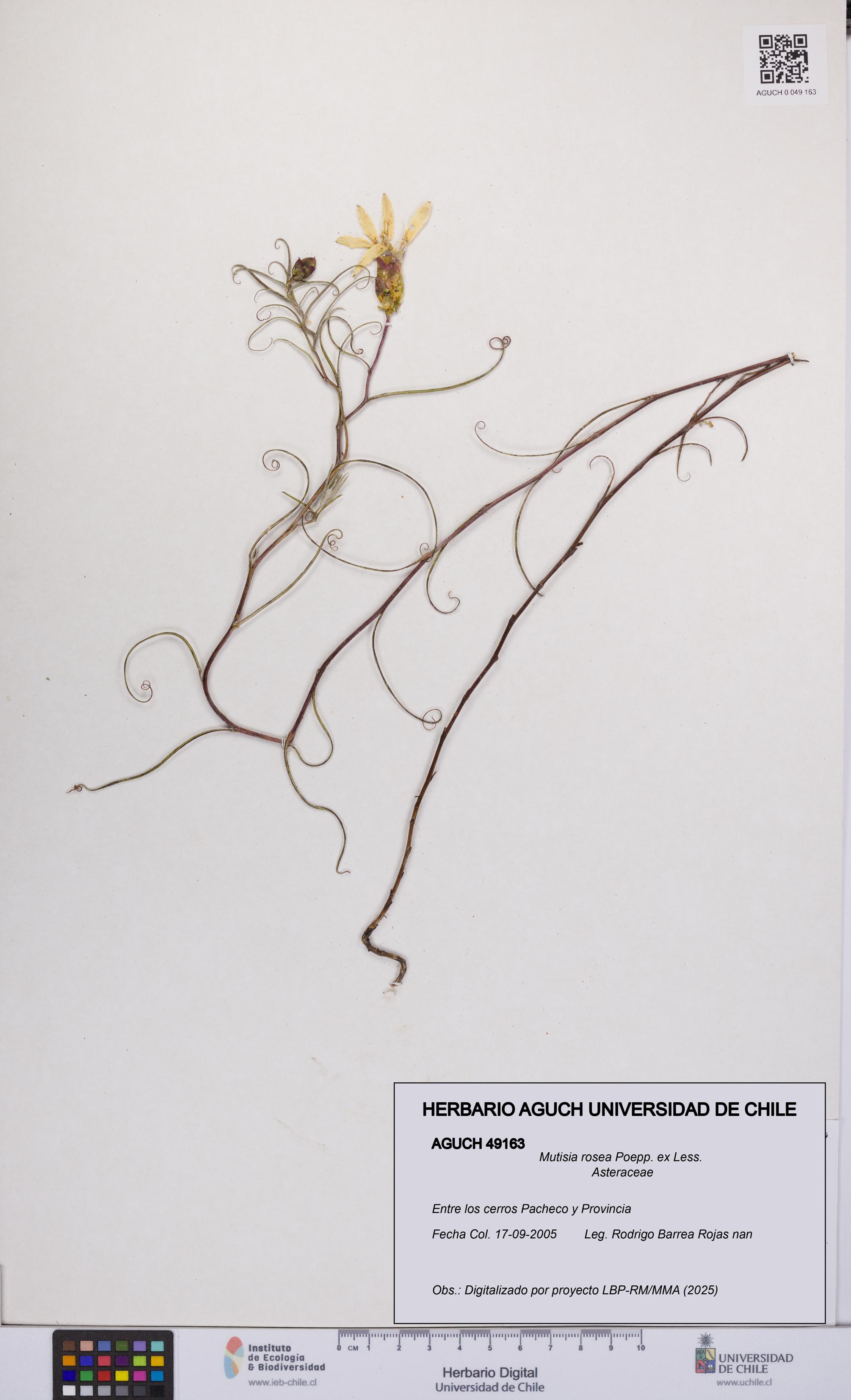 Mutisia rosea [Espécimen: UCH:AGUCH:0049163]