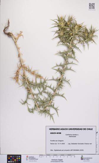 Carthamus lanatus [Espécimen: UCH:AGUCH:0049169]