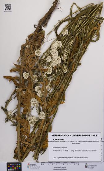 Pseudognaphalium cabrerae [Espécimen: UCH:AGUCH:0049183]