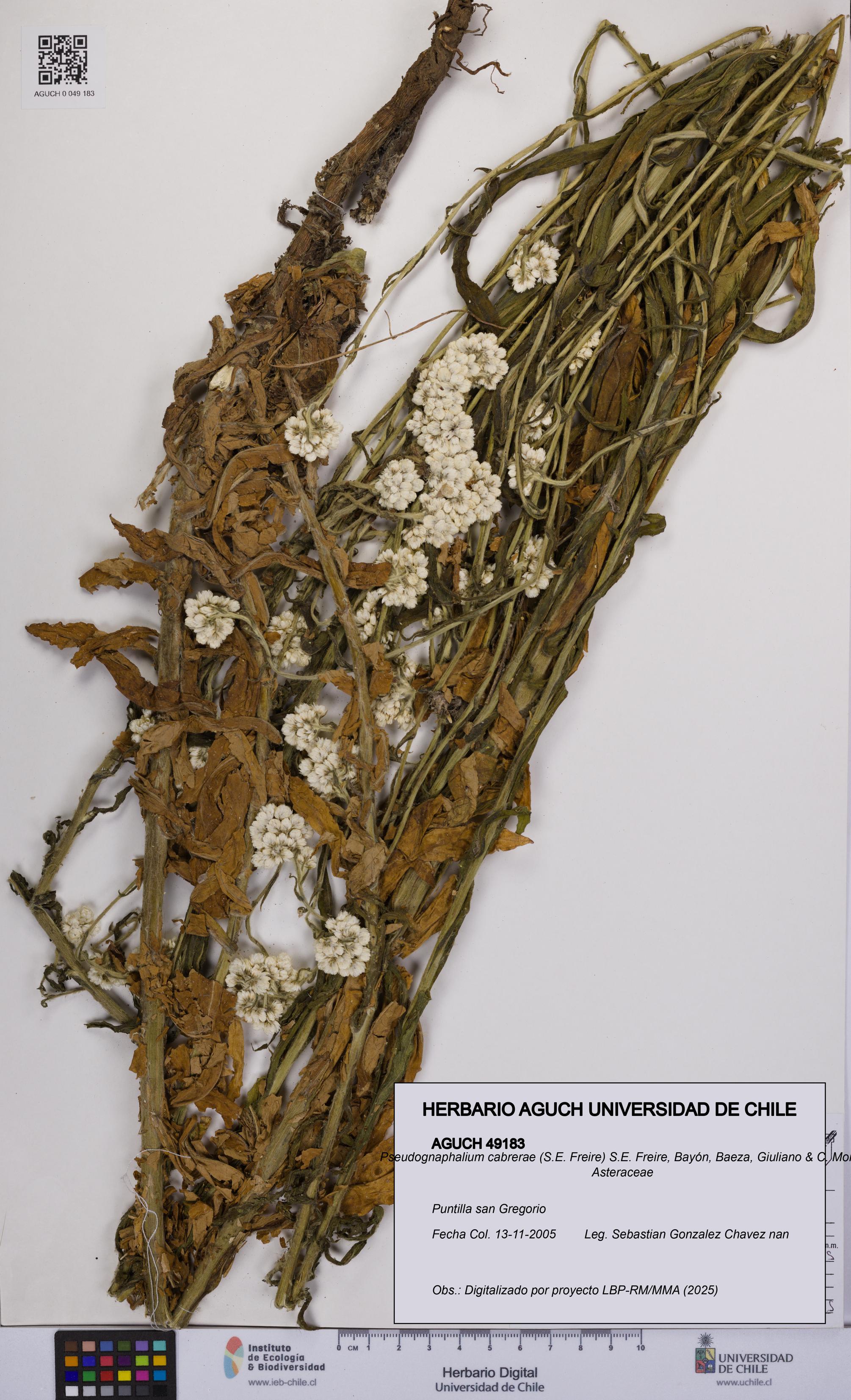 Pseudognaphalium cabrerae [Espécimen: UCH:AGUCH:0049183]