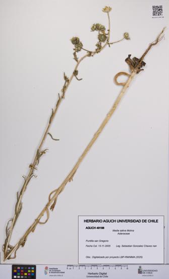 Madia sativa [Espécimen: UCH:AGUCH:0049188]